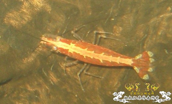 来点当地原生虾图...