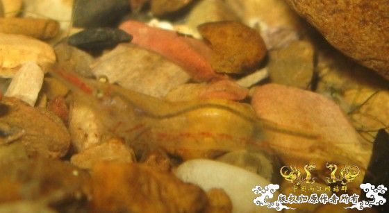 来点当地原生虾图...