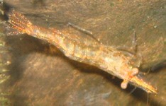 来点当地原生虾图...