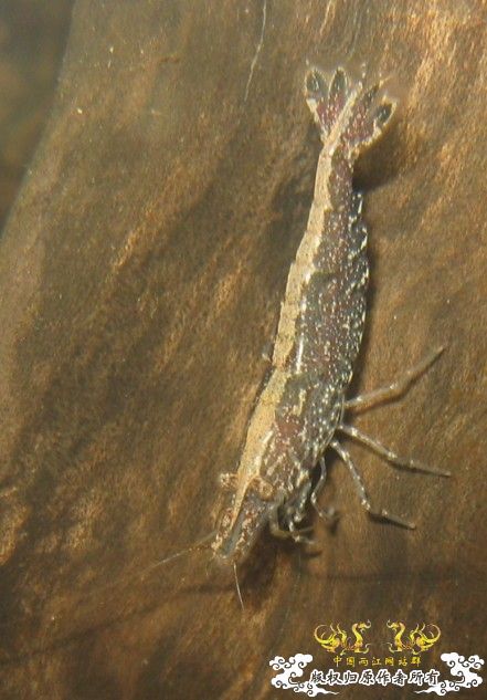 来点当地原生虾图...