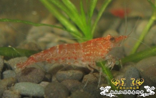 来点当地原生虾图...