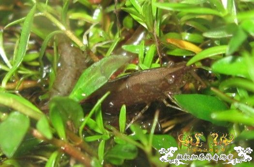 来点当地原生虾图...