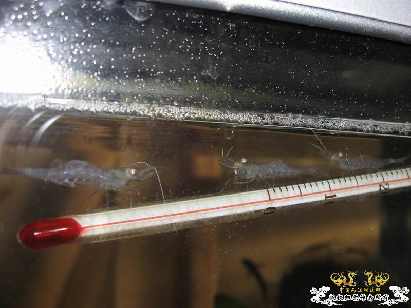 来点当地原生虾图...