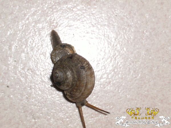 紫金山上的蜗牛