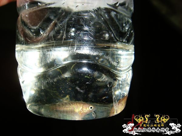 [转帖]2009年8月赠壮家大新叉活动花絮（3）【邮寄鱼方法与过程】