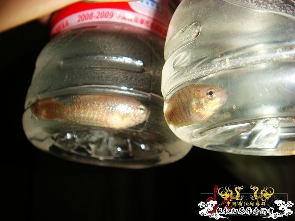 [转帖]2009年8月赠壮家大新叉活动花絮（3）【邮寄鱼方法与过程】