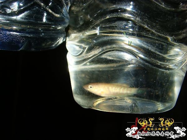 [转帖]2009年8月赠壮家大新叉活动花絮（3）【邮寄鱼方法与过程】