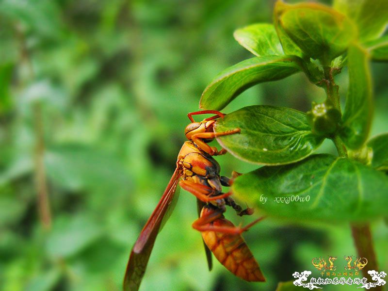 常见东西,一组杂片