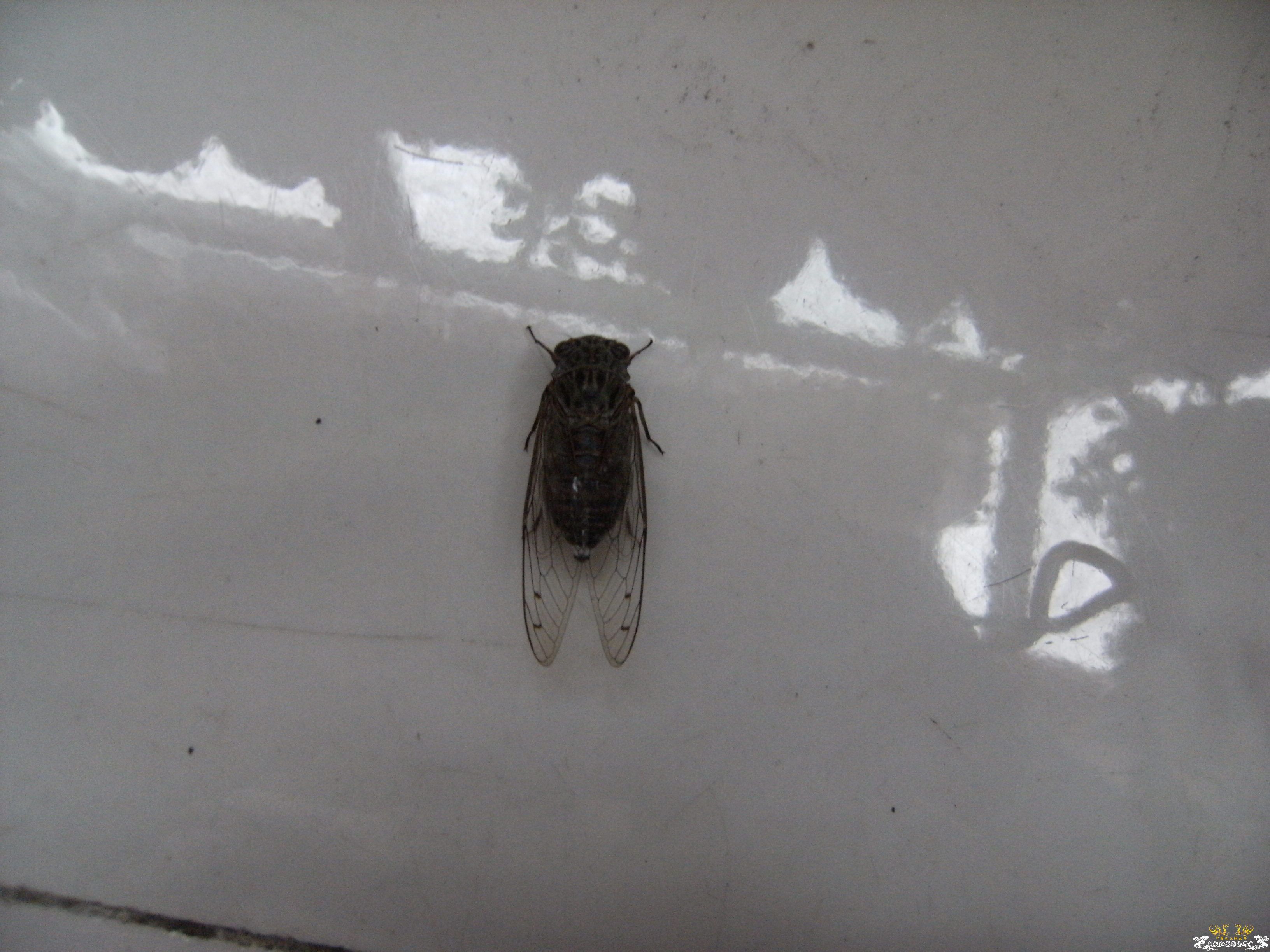 做成标本的几种蝉