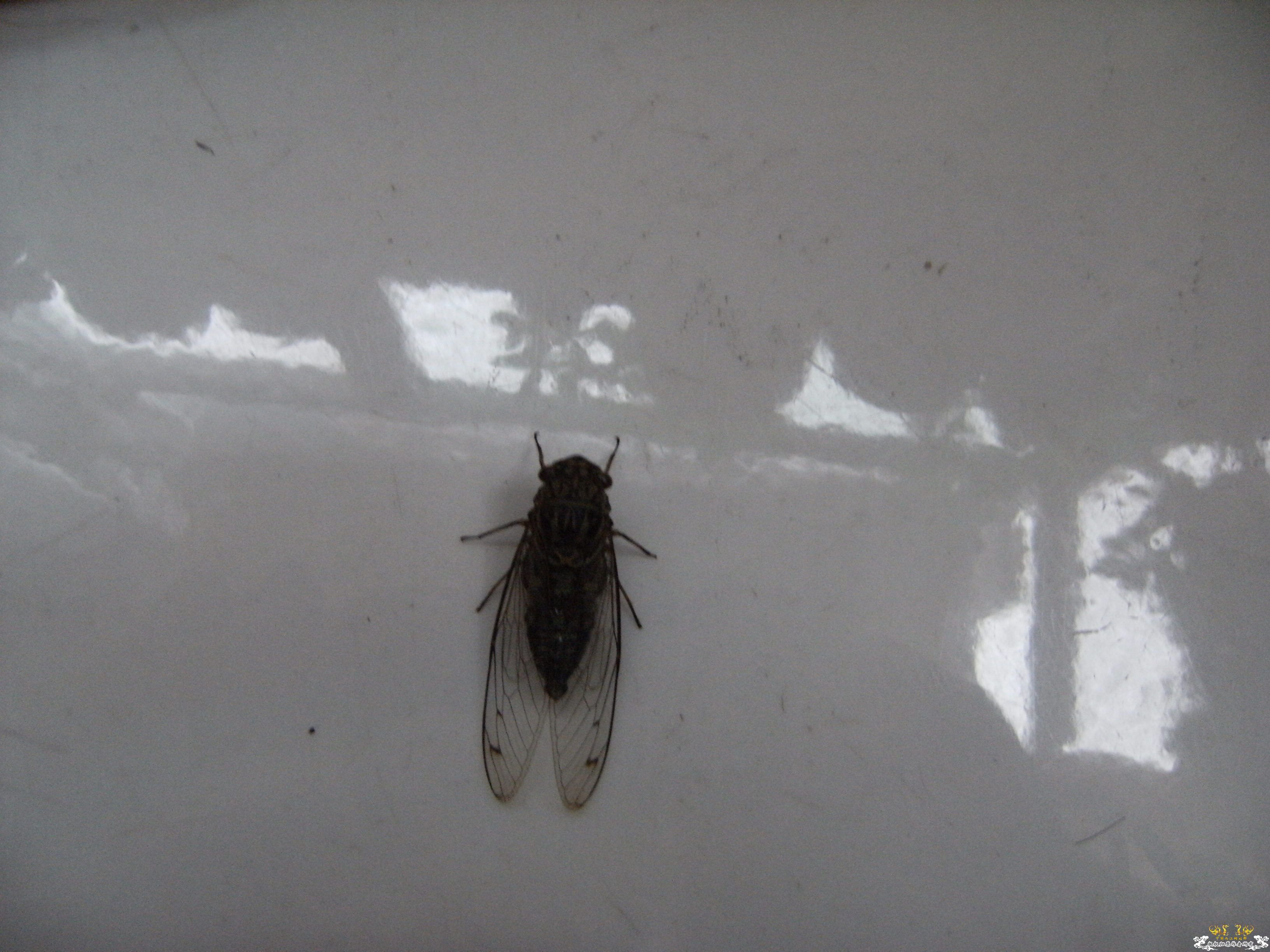 做成标本的几种蝉