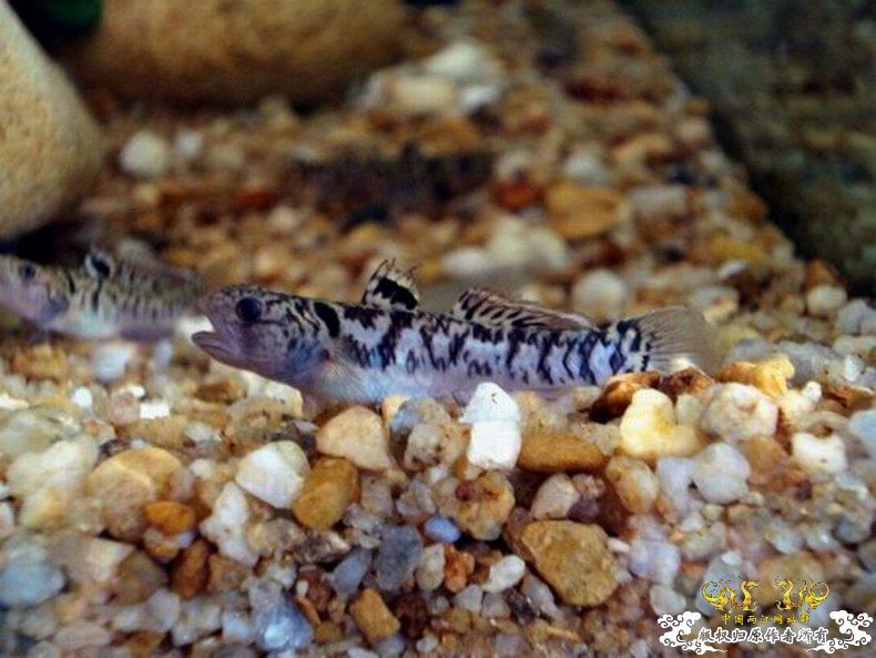 征集帖  征集大家手上的宝贝照片了