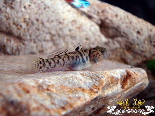 征集帖  征集大家手上的宝贝照片了