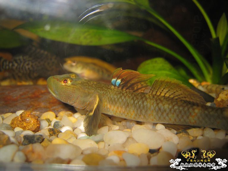 征集帖  征集大家手上的宝贝照片了