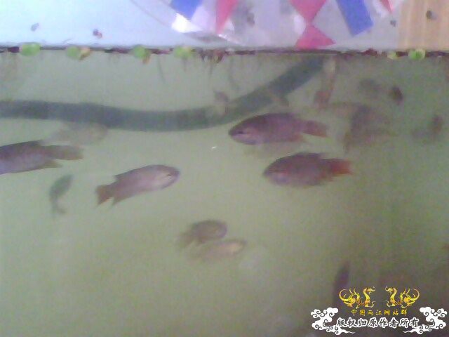 [原创]朋友卖剩下的斗斗