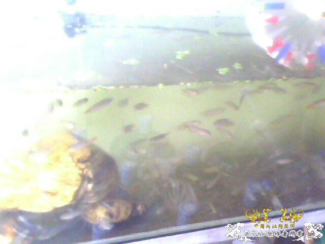 [原创]朋友卖剩下的斗斗