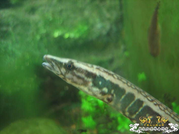 【Spiny Eel Finally】