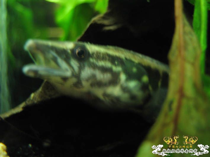 【Spiny Eel Finally】