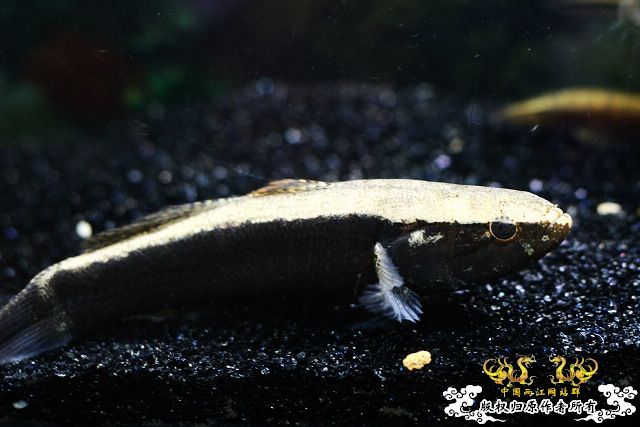 尖头唐鳢2年了（成长的快乐和烦恼）