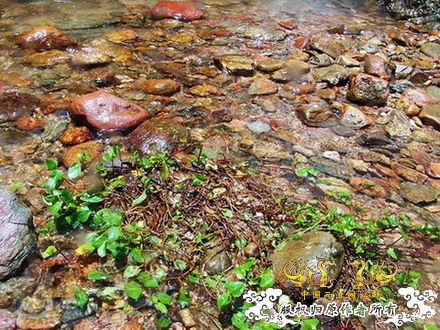 广东原生群8.16广东某地郊游野采过程(有艳遇)....多图