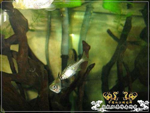 [原创]终于能上两江了，随便发几张