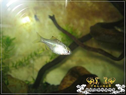 [原创]终于能上两江了，随便发几张