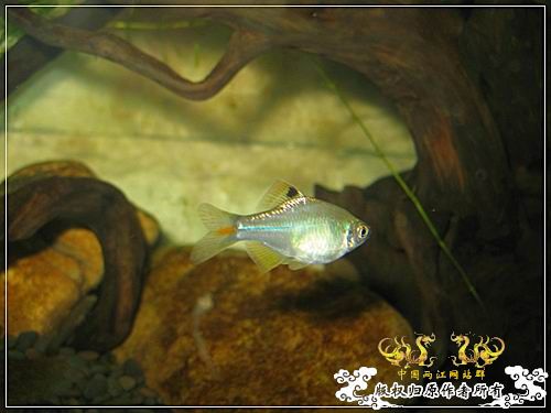 [原创]终于能上两江了，随便发几张