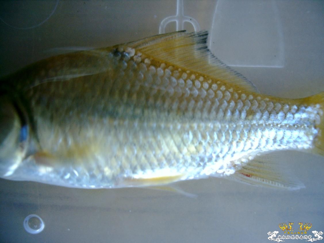 须鲫