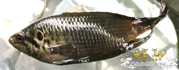 [求助]我的斗鱼眼睛怎么了？