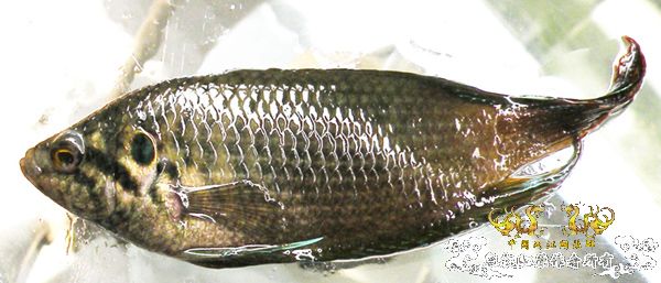 [求助]我的斗鱼眼睛怎么了？