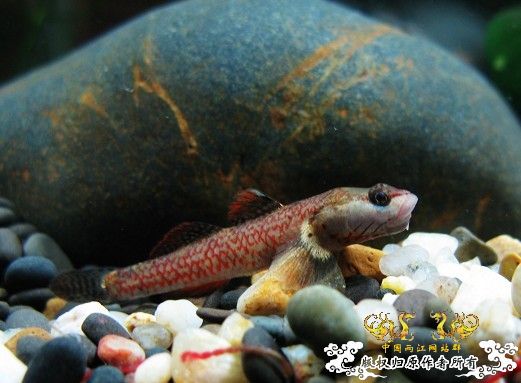 [原创]我的漂亮虾虎