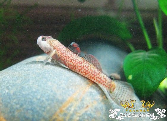 [原创]我的漂亮虾虎