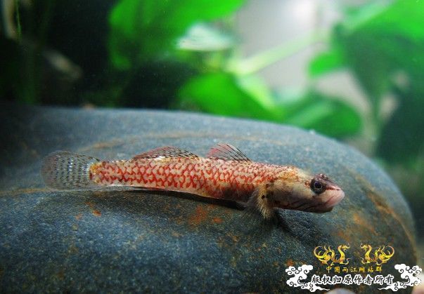 [原创]我的漂亮虾虎