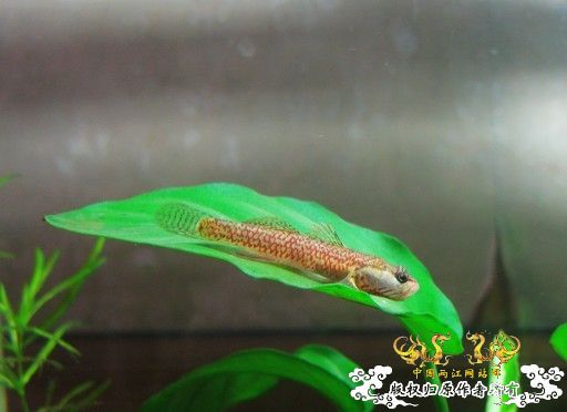 [原创]我的漂亮虾虎