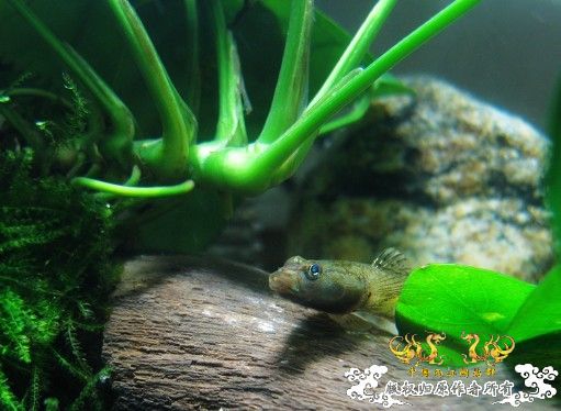 [原创]我的漂亮虾虎