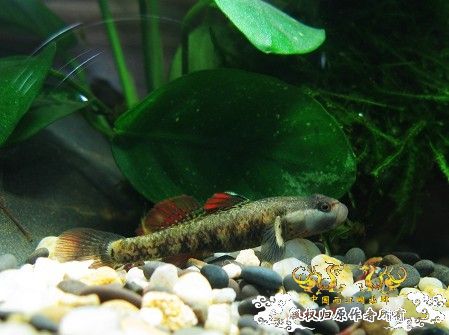 [原创]我的漂亮虾虎