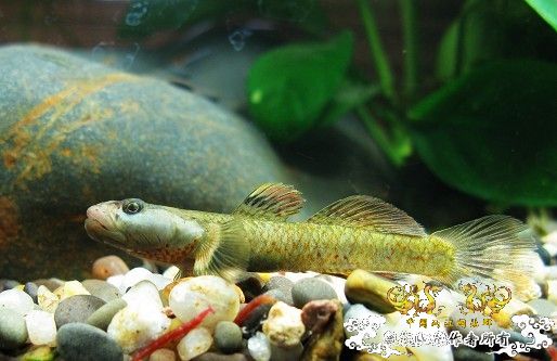 [原创]我的漂亮虾虎