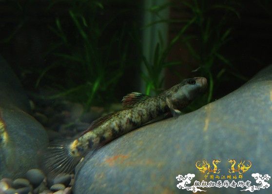 [原创]我的漂亮虾虎