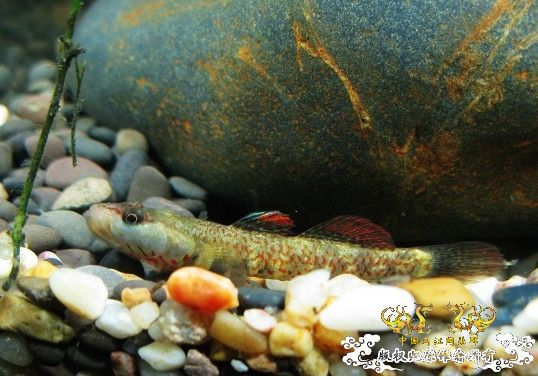 [原创]我的漂亮虾虎