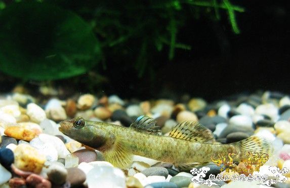 [原创]我的漂亮虾虎