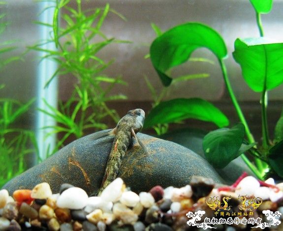 [原创]我的漂亮虾虎