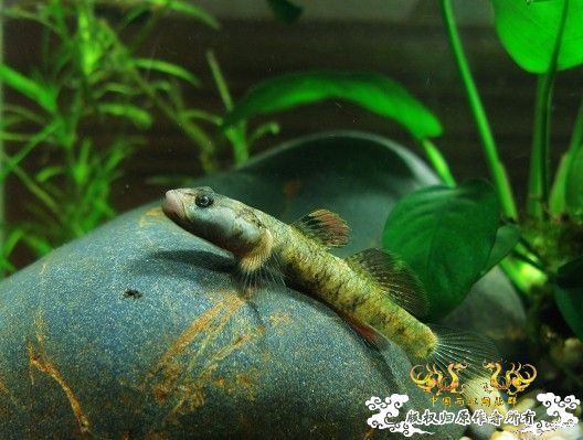 [原创]我的漂亮虾虎