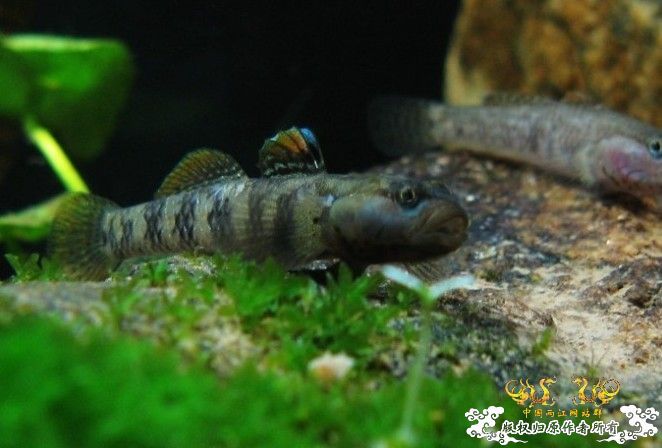 [原创]我的漂亮虾虎