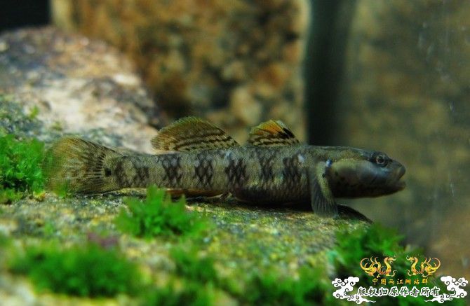 [原创]我的漂亮虾虎