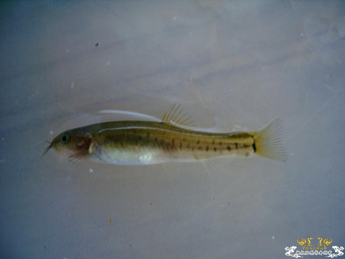 长须云南鳅Yunnanilus longibarbatus