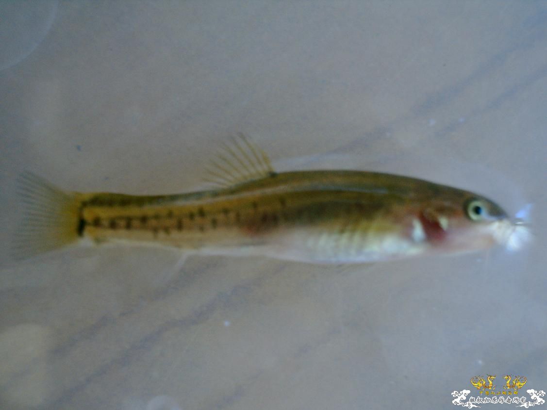 长须云南鳅Yunnanilus longibarbatus