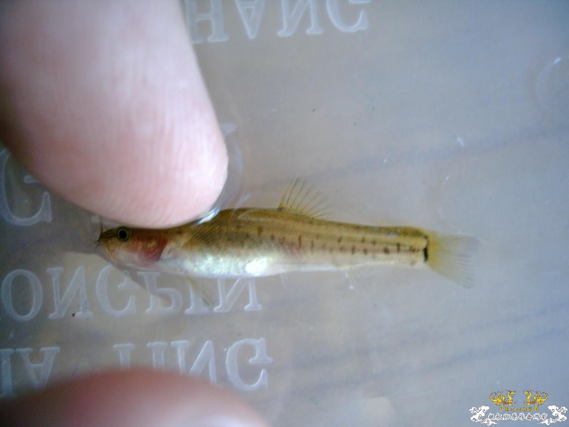 长须云南鳅Yunnanilus longibarbatus