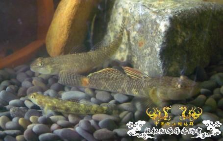 貌似第一次在虾虎版发贴~~看看我的老李