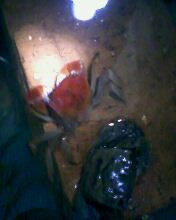 鰟鮍吃什么? 请教下!