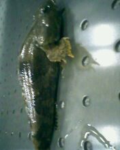 鰟鮍吃什么? 请教下!