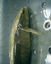 鰟鮍吃什么? 请教下!